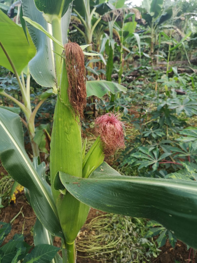 La Ferme De Léo, Plantation 2021