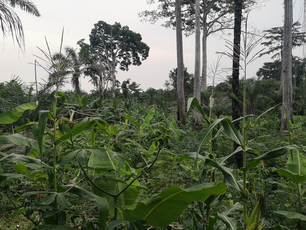 La Ferme De Léo, Plantation 2021