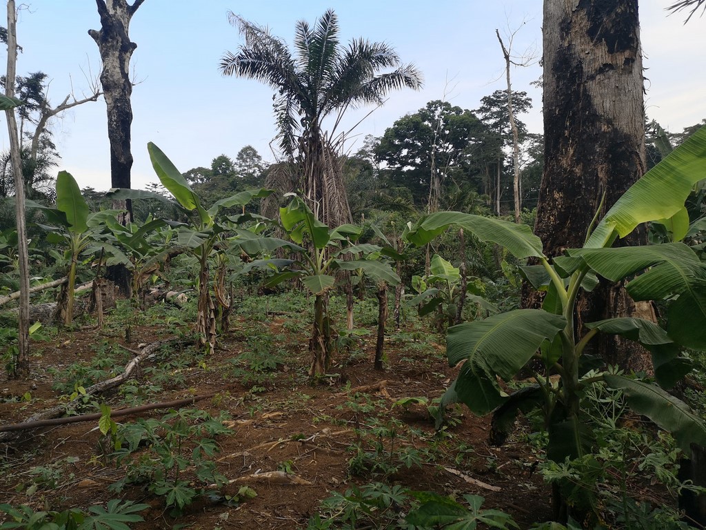 La Ferme De Léo, Plantation 2021