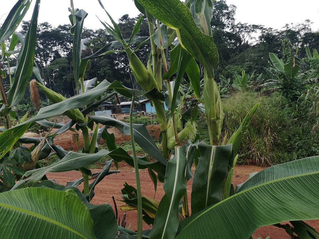 La Ferme De Léo, Plantation 2021
