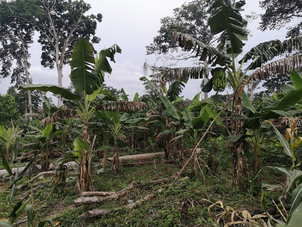 La ferme de Léo, notre pépinière 2021