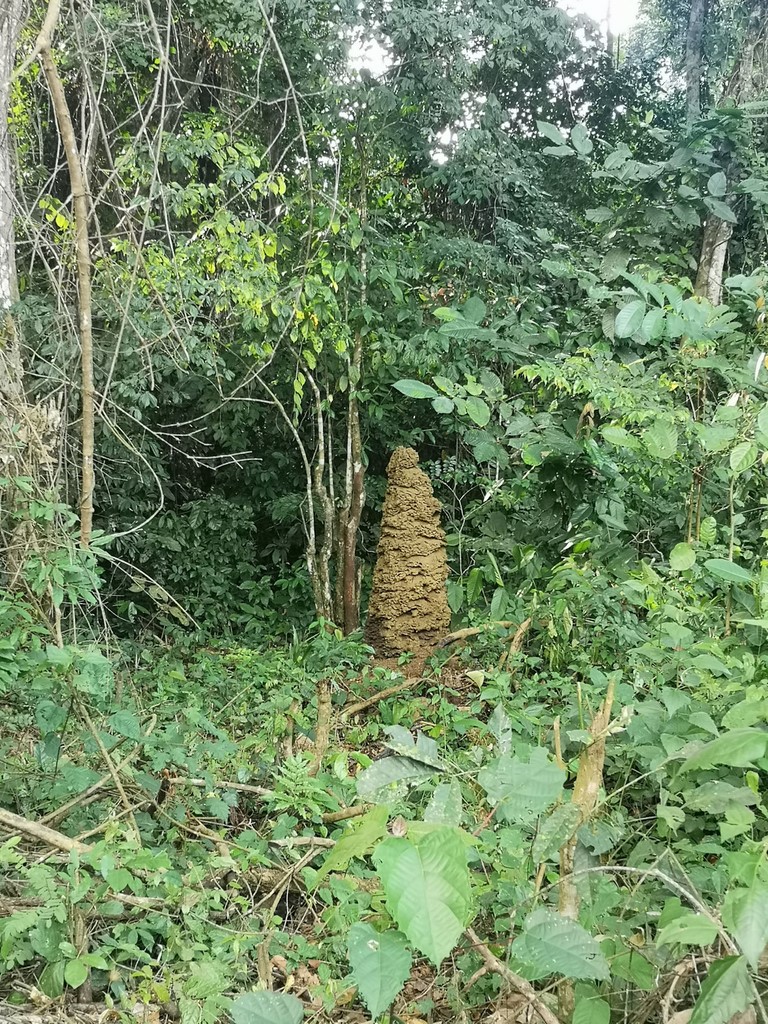 La Ferme De Léo, Plantation 2021