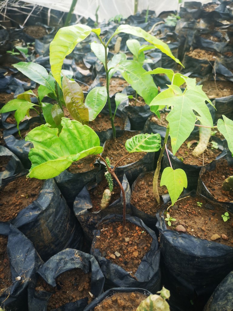 La Ferme De Léo, Plantation 2021