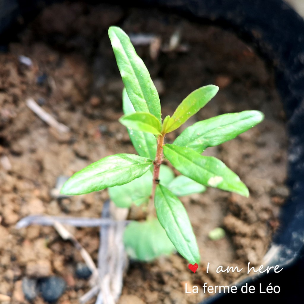 La Ferme De Léo, Plantation 2021