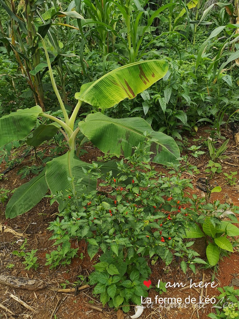 La Ferme De Léo, Plantation 2021