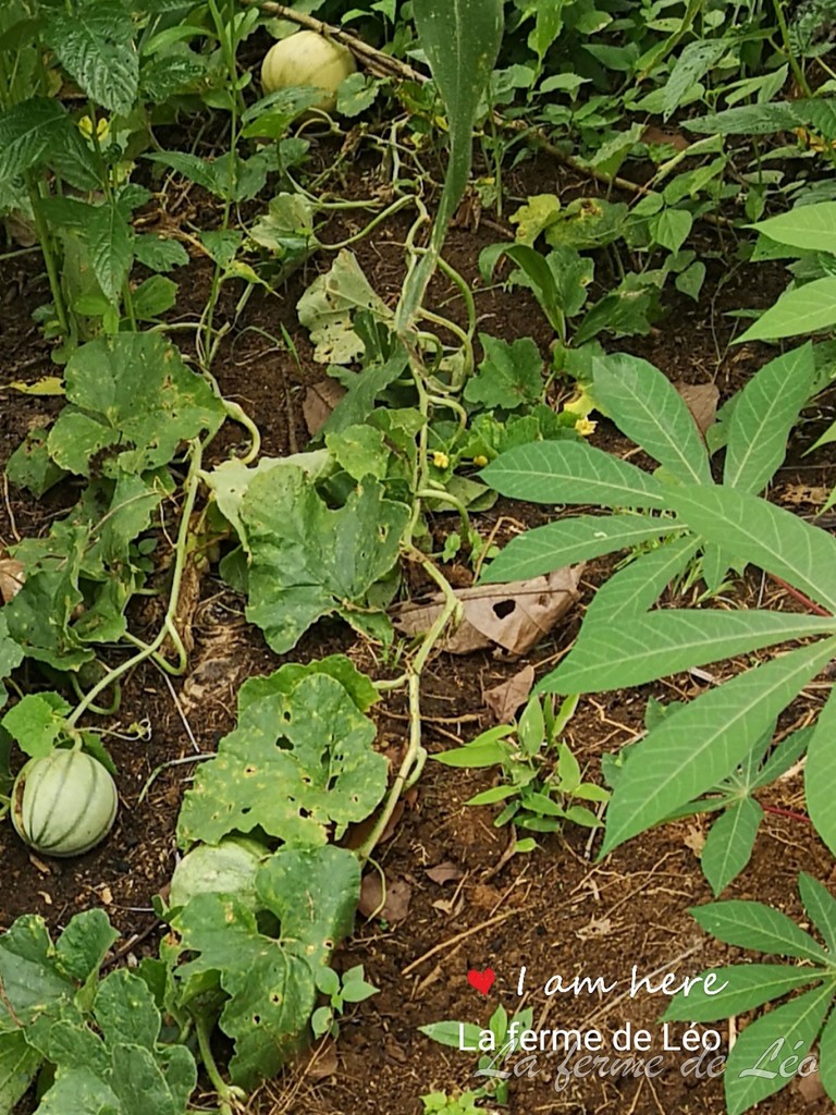 La Ferme De Léo, Plantation 2021