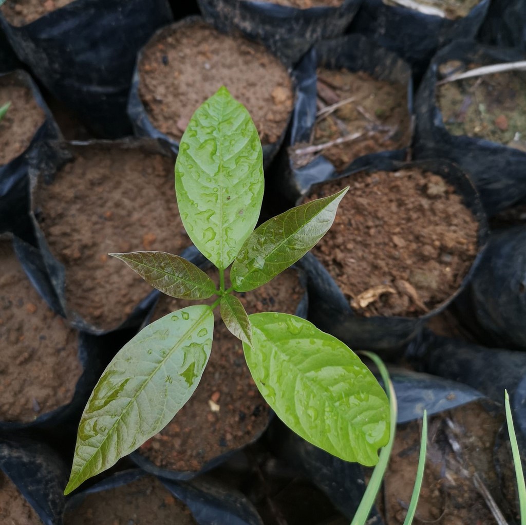La Ferme De Léo, Plantation 2021