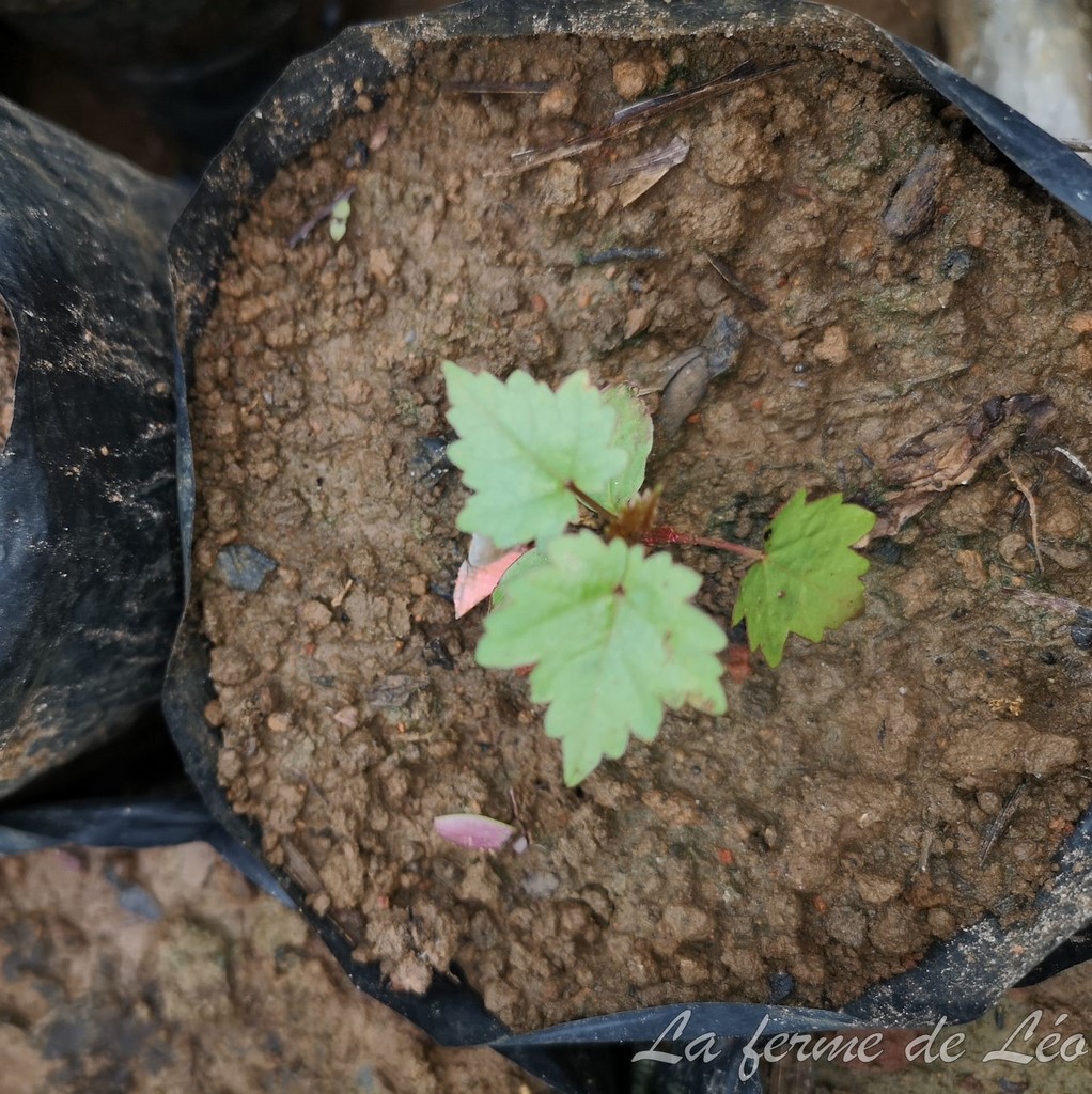 La ferme de Léo 2020-boutures Raisin