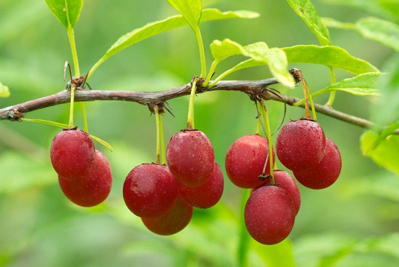 Prinsepia_sinensis