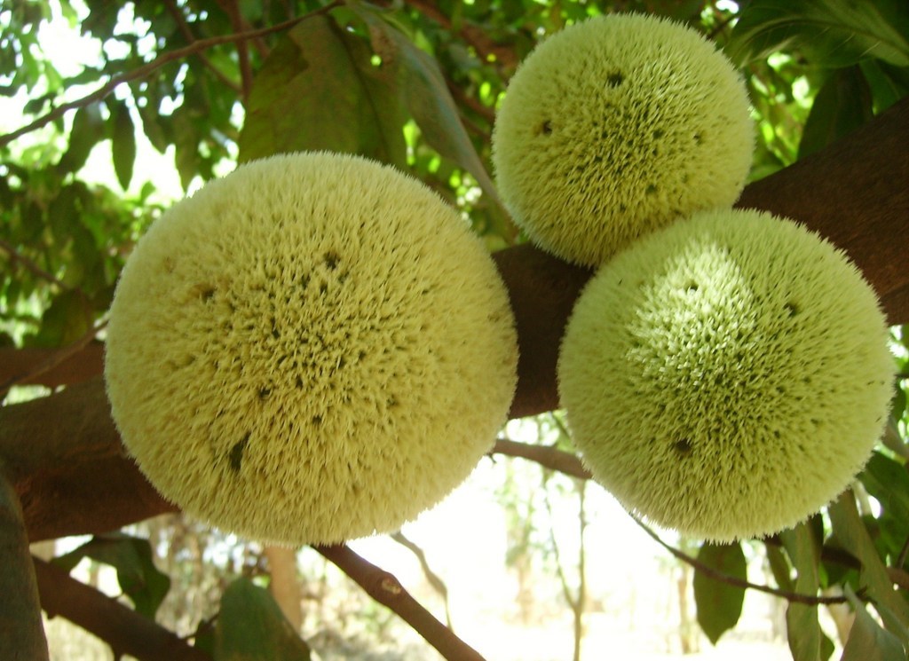 Treculia_africana
