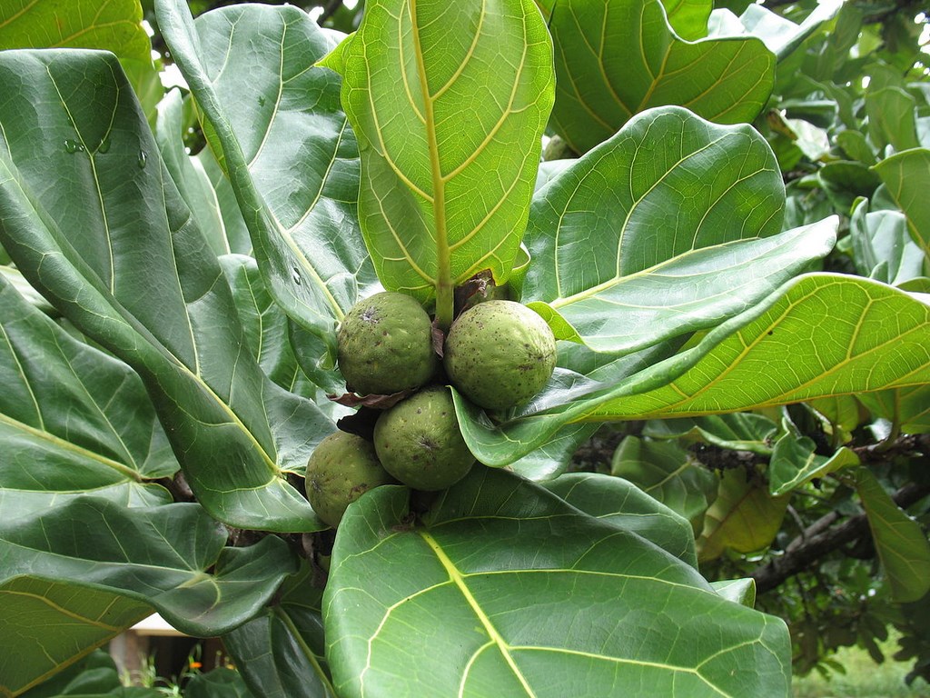 Uapaca_guineensis