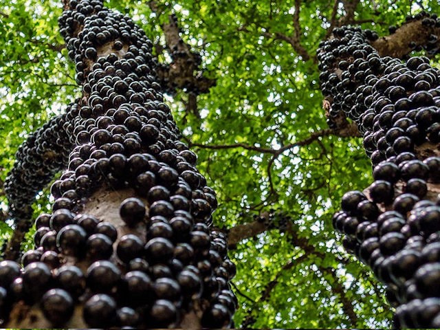 Le Jabuticaba