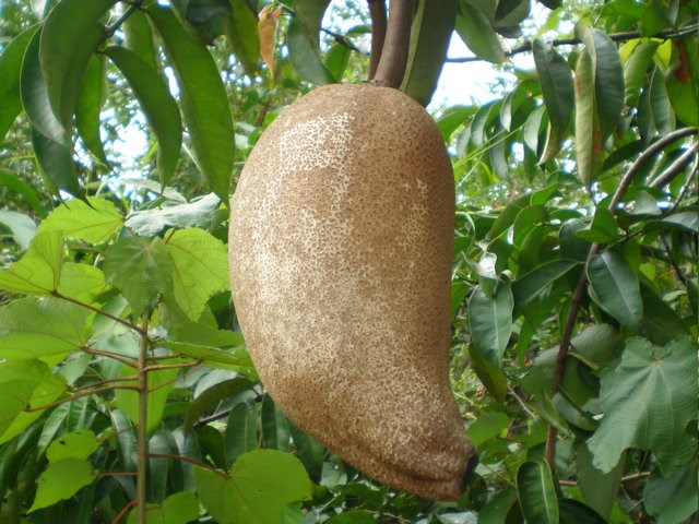 Allanblackia Gabonensis
