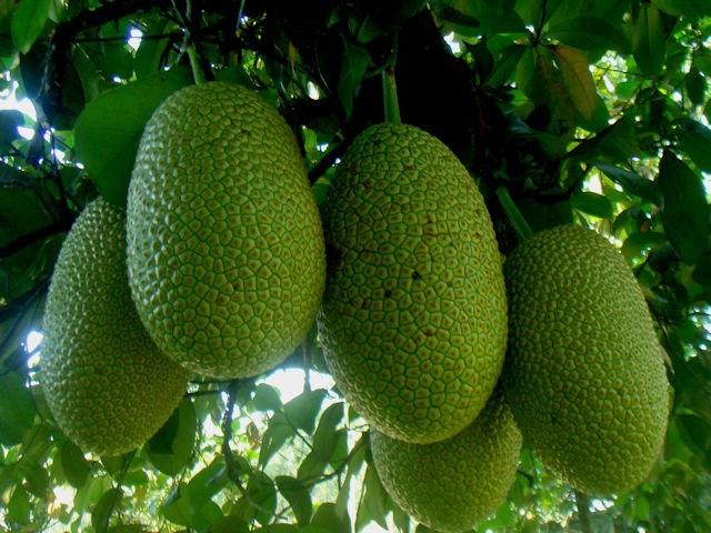 Artocarpus Integer