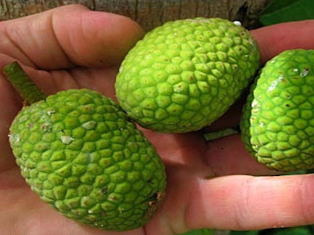 Artocarpus_kemando