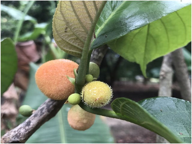 Artocarpus_lakoocha
