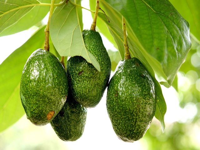Avocatier
