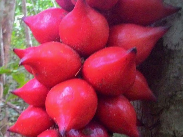 Baccaurea-Angulata