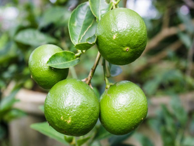Citronnier