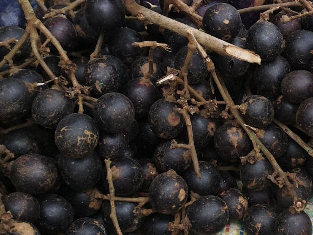 Dacryodes_macrophylla