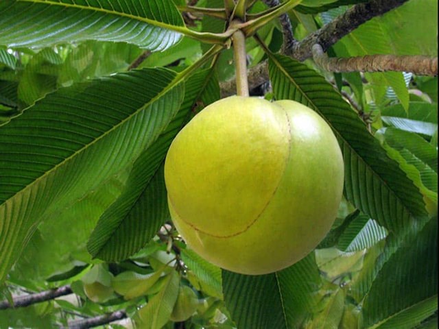 Dillenia Indica