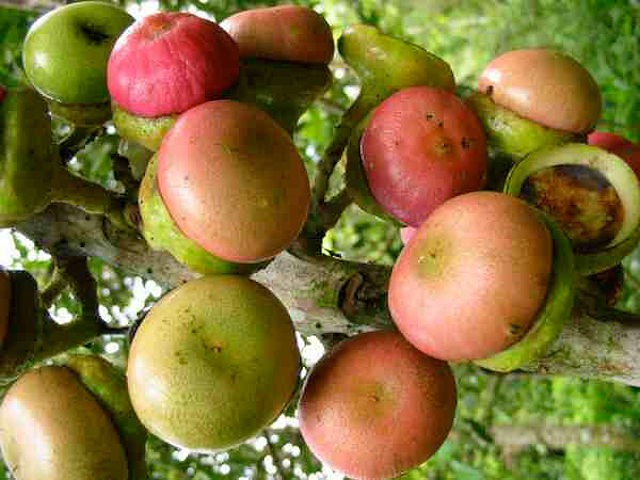 Engkala-Fruit