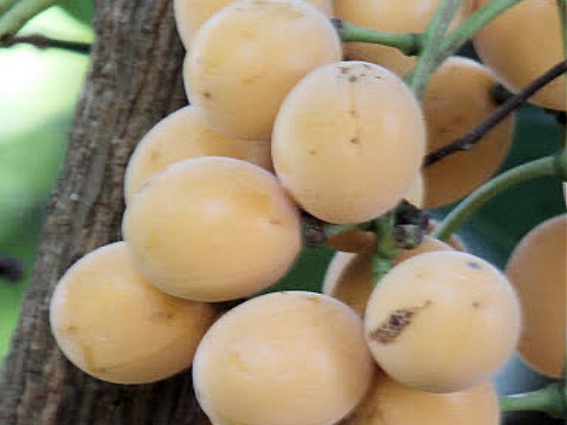 Fibraurea Tinctoria