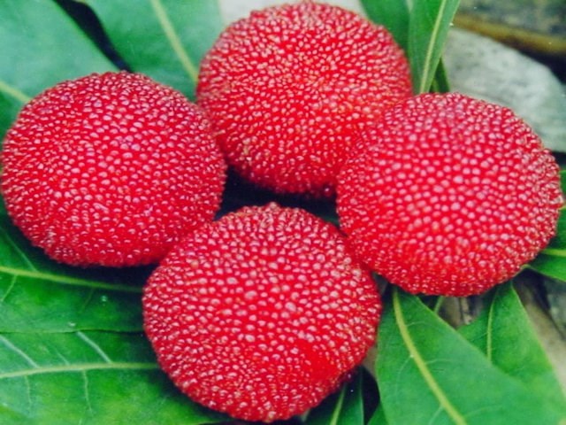 Fraise Chinoise