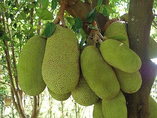 Artocarpus_heterophyllus- Jacquier