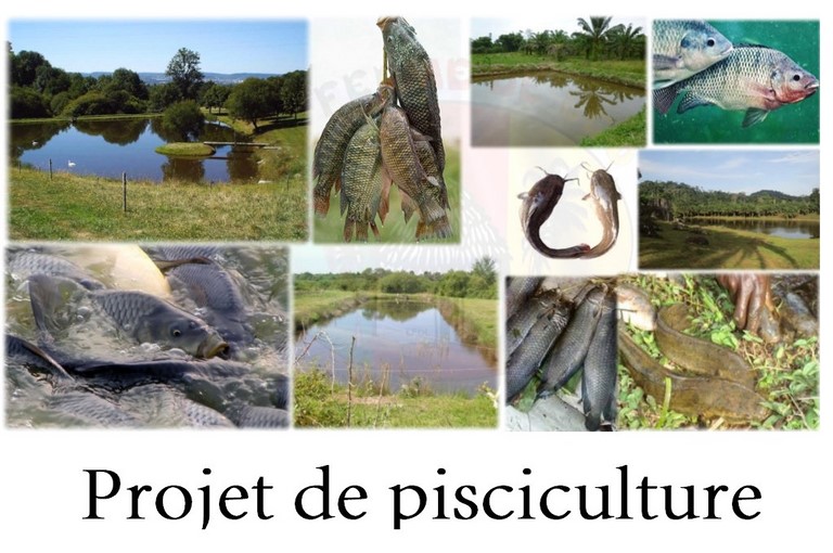 La ferme de Léo, projet de pisciculture