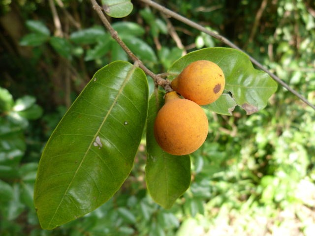 Landolphia Flavidiflora