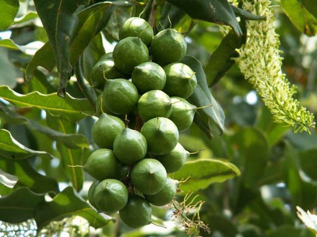 Macadamia Ternifolia