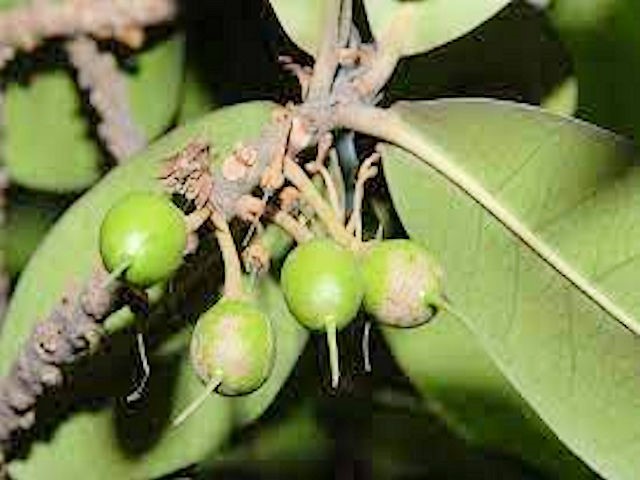 Palaquium Gutta