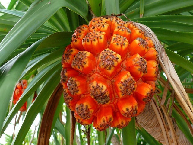 Pandanus