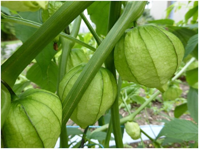 Physalis Philadelphica