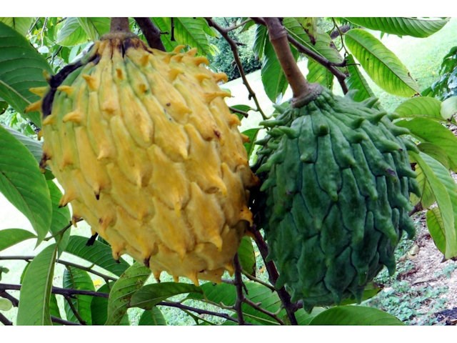 Rollinia Deliciosa
