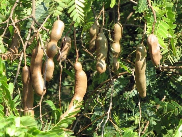 Tamarindus-Indica