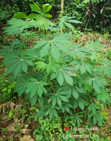 La ferme de Léo-LFDL-Cameroun,Nkoumadzap,